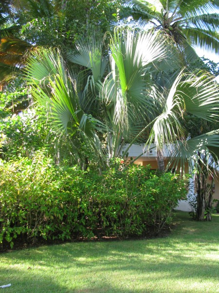 Dominican Republic 272.jpg